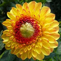 Dahlia Ball 'Sunny Boy'